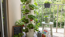 Πύργος φράουλας DIY: Πώς να τα αναπτύξετε σε χώρο 2x2 ft