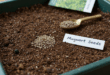 Mugwort Plant Guide: Grow, Harvest & Safe Home Using