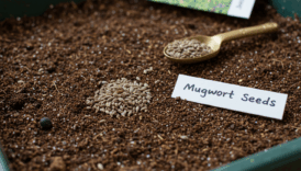 Mugwort Plant Guide: Grow, Harvest & Safe Home Using