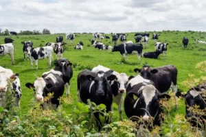 Το NI Environment Daera ανακοινώνει αλλαγές στις πολιτικές αμμωνίας εν μέσω νομικής στάσης