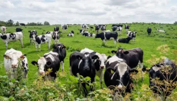 Το NI Environment Daera ανακοινώνει αλλαγές στις πολιτικές αμμωνίας εν μέσω νομικής στάσης