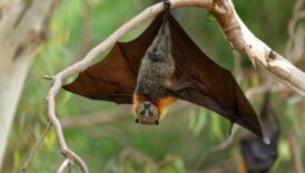 Bat hanging upside down on the tree.