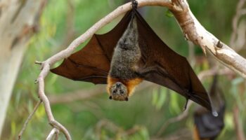 Bat hanging upside down on the tree.
